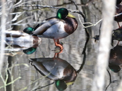 Mallard party reflection