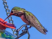 Hummingbird in the Okanagan