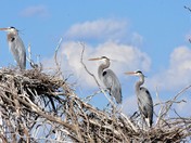 Blue Herons Nesting