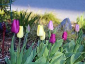 Spring Tulips
