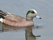 American Widgeon