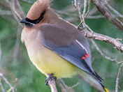 Cedar Waxwing