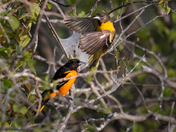 Oriole Raid