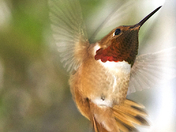 selasphorus rufous