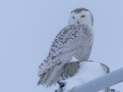 Snowy owl on a snowy sunday