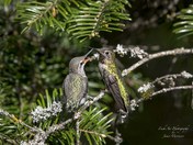 Anna's hummingbird (Calypte anna)