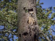 Young great horned owl