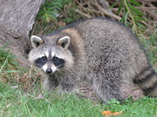 Racoon