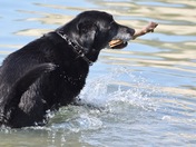 MASTER RETRIEVER...