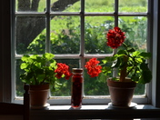 Window flowers