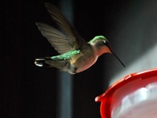 Hummingbird 