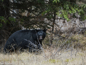 Black bear in Banff National Park 