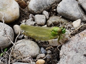 Metamorphose of a dragonfly..
