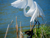 Egret