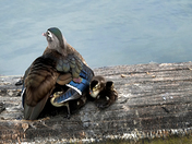 Wood Duck and chicks