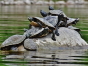 Not so much space left! Painted turtles.