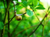 A gem in its natural setting.