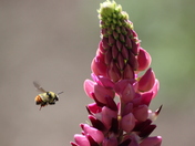 Bee with Flower