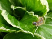 Caterpillar Thriller