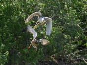 Female Mallard's dispair