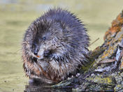 Muskrat Lovely