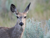 Muley Portrait