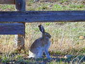 Spring Jack Rabbit