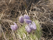 Prairie Crocus