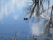 pond reflection