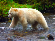 Spirit Bear