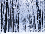 Gone but not forgotten 