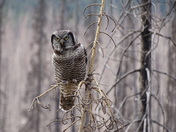 Hawk Owl near Jasper