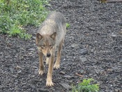 Wolf on the Pacific Coast