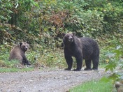 Grizzly with cub