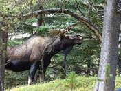 Moose calling