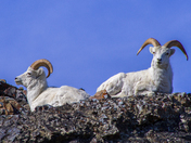 Basking in the evening sun