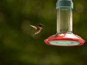 Humming bird