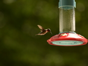 Humming bird