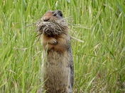 Columbian ground squirrel 