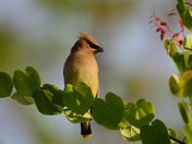 cedar waxwing