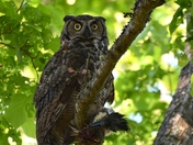 Great Horned Owl.