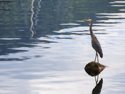 Blue heron