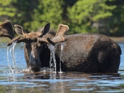 Spring Bull Moose