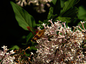Hummingbird Clearwing Moth