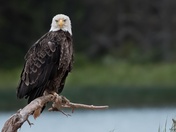 Bald Eagle