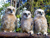 Great horned owlet trio