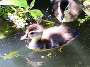 Baby Wood Ducks