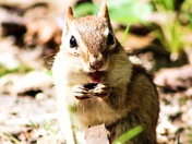 Cheeky Chipmunk 
