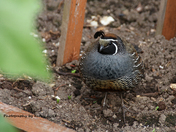 Quail in the Garden