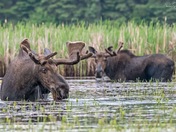 Bull Moose hanging out together. 